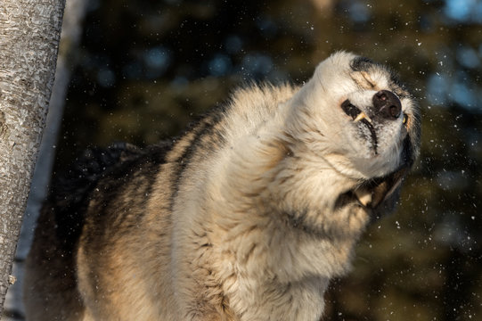 Grey Wolf (Canis lupus) Shakes Flinging Snow