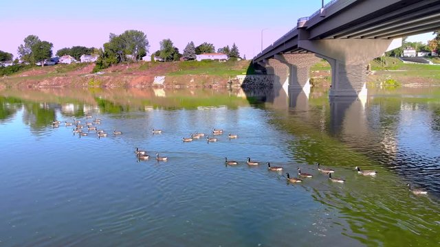 Canadian Geese swimming together on waters by bridge, aerial view.
