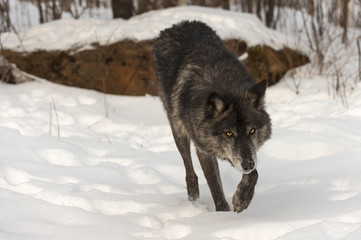 Fototapeta premium Black Phase Grey Wolf (Canis lupus) Walks Forward Through Snow