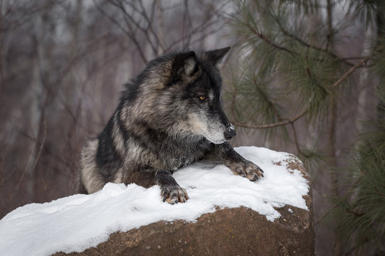 Black Phase Grey Wolf (Canis lupus) Lies on Rock Looking Right