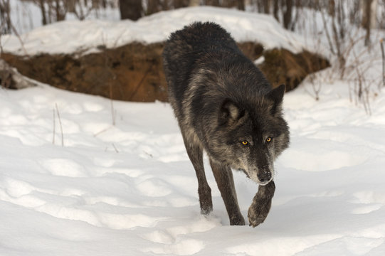 Black Phase Grey Wolf (Canis lupus) Walks Forward Through Snow