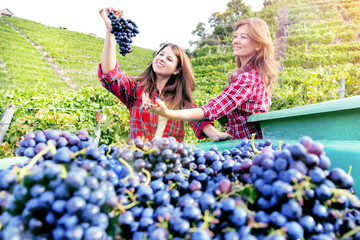Zwei Junge Frauen bei der Weinlese in Deutschland (Trollinger)