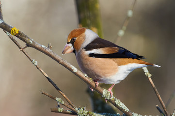 Hawfinch sits on a branch of an apple tree and looks attentively at food - sunflower seeds.