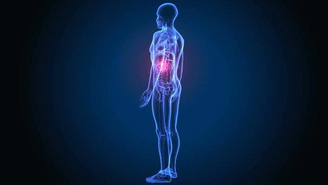 3d rendered medically accurate illustration of the healthy pancreas
