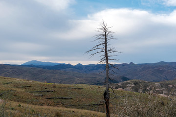 Lone burned out tree from the 2002 Hayman Fire 16 years later in the Pike National Forest of Colorado.