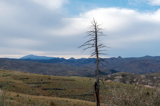 Lone burned out tree from the 2002 Hayman Fire 16 years later in the Pike National Forest of Colorado.