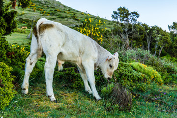 White little cow eating grass.