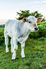 White little cattle (closeup portrait).