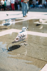 Beautiful gull on Piazza San Marco in Venice
