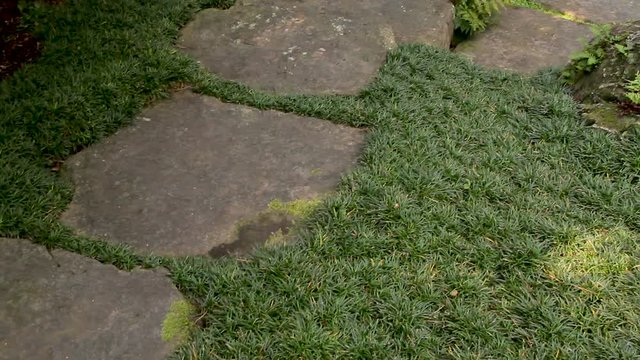 Pan of Mondo Grass surrounding a stone pathway