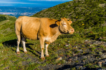 Brown cow in the morning sunlight.