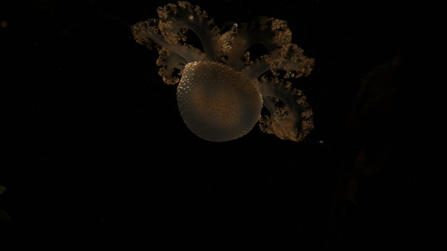 One only yellow transparent jellyfish in the dark black codl deep water of the sea . In an Aqurium
