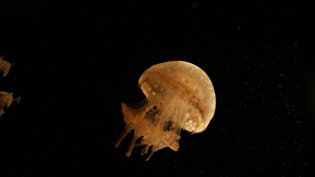 One only yellow transparent jellyfish in the dark black codl deep water of the sea . In an Aqurium