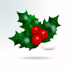 Vector realistic plant holly or mistletoe, single branch with red berries and green leaves. Christmas and New Year holiday celebration symbol. Isolated illustration on white background