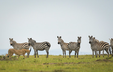 Fototapeta na wymiar Cheetah walking past zebras in Masai Mara Game Reserve