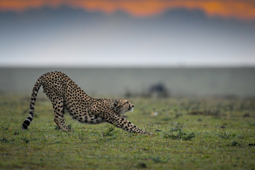 Cheetah stretching
