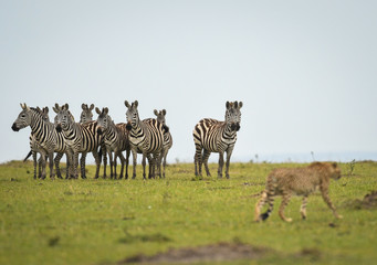Fototapeta na wymiar Cheetah walking past zebras in Masai Mara Game Reserve