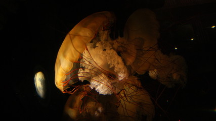 One only yellow poisonous transparent jellyfish in the dark black codl deep water of the sea . In...