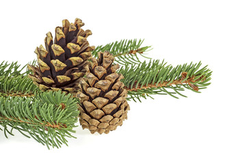 Two pine cones and branch of fir tree on white background