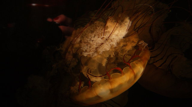 One only yellow poisonous transparent jellyfish in the dark black codl deep water of the sea . In an Aqurium