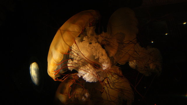 One only yellow poisonous transparent jellyfish in the dark black codl deep water of the sea . In an Aqurium
