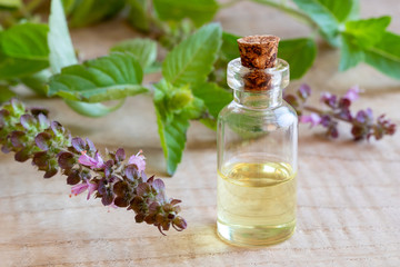 A bottle of tulsi essential oil with fresh tulsi, or holy basil