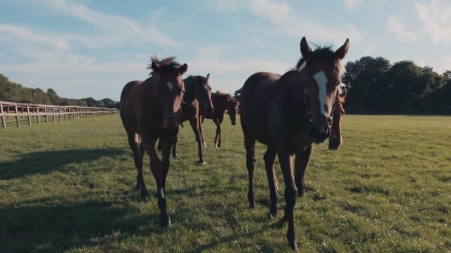 Horses walking in green meadow at sunset, slow motion 