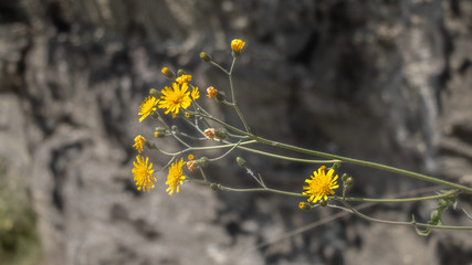 yellow flowers on a background
