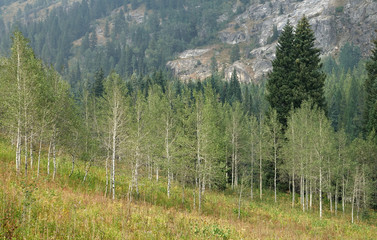 hillside with aspen and mountain in background, jedediah smith wilderness, wy, usa