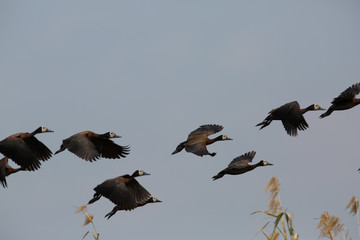 african bird looking for food
