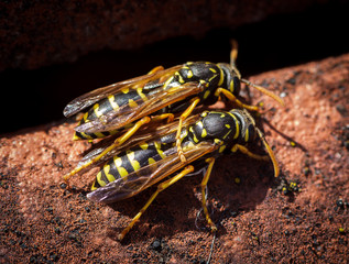 Macro of a Polistinae wasp couple, sitting together on a roof tile.