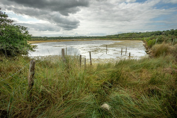 un &eacute;tang avec des herbes hautes et un ciel nuageux, mena&ccedil;ant