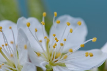Macro shot of sloe blossom