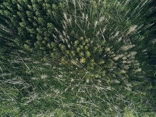 trees from above, aerial view flying with drone