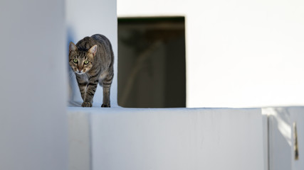 Curious stray cat on Stromboli, Sicily