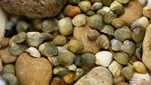 Video Texture of sea shells and stones. Many sea shells spin. Sea bottom.