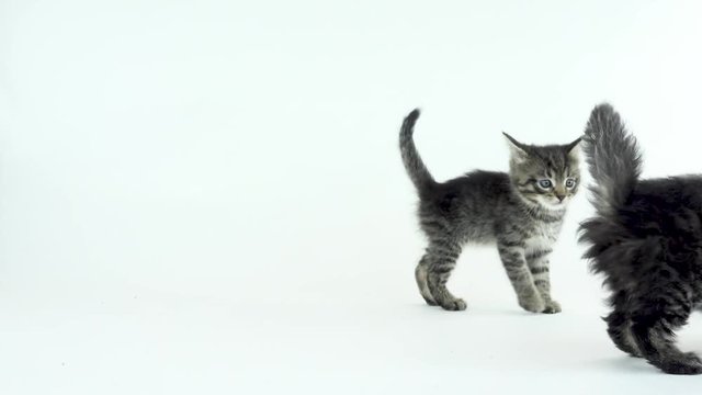 Footage of kittens playing on white background