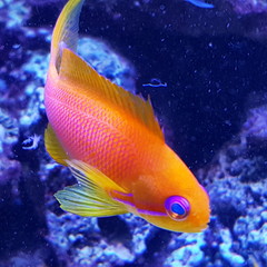 Coral Reef Ocean Life