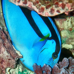 Coral Reef Ocean Life
