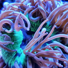 Coral Reef Ocean Life