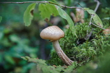 Honey agaric in the forest, close-up