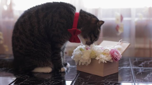 Funny cute cat with red butterfly tie sitting near box filled of flowers with wedding rings