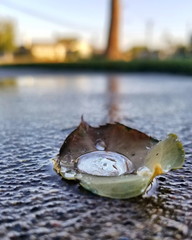 Water Drop Reflection on Leave