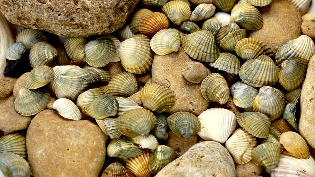 Video Texture of sea shells and stones. Many sea shells spin. Sea bottom.