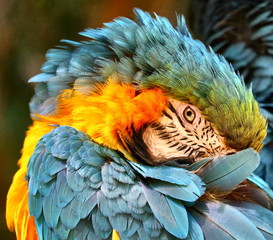 colorful parrot Macaw 