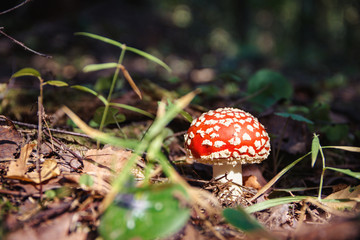 Amanita, lit by the sun, in the forest