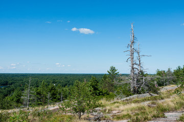Obraz premium Panorama with dry wood on a background of green forests