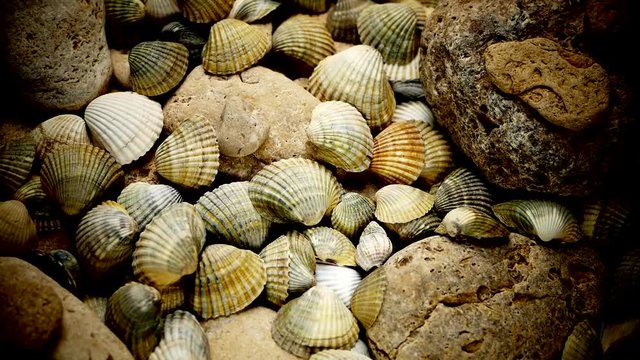 Video Texture of sea shells and stones. Many sea shells spin. Sea bottom.