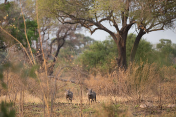 a wild pig from africa by day