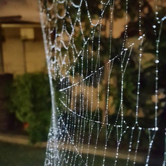 spider web with water drops